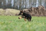 BERGER ALLEMAND 1153
